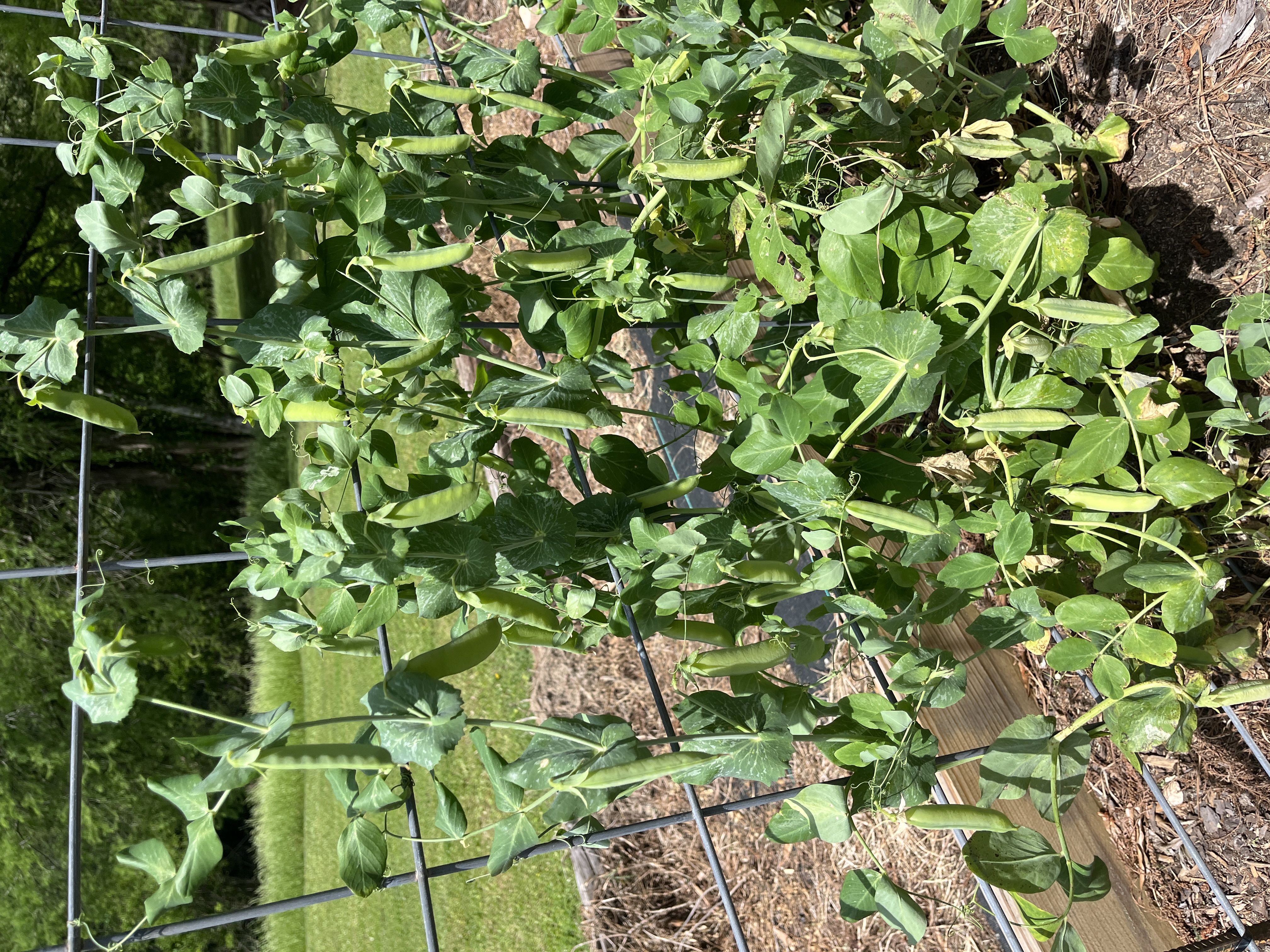 Creole English Pea